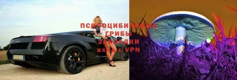 Галлюциногенные грибы Psilocybe  Черногорск 